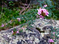 Lespedeza virginica - Slender lespedeza.jpg