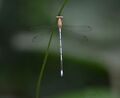 Lestes nodalis 12.jpg