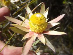 Leucadendron conicum 15331790.jpg