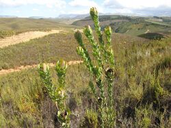 Leucadendron globosum 15442046.jpg