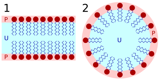 File:Lipid bilayer and micelle.svg