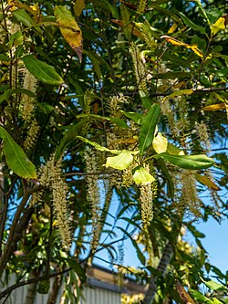 Macadamia integrifolia inflorescences 74 Sunbury St Geebung L1060475.jpg