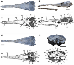 Maledictosuchus.png