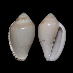 Marginella peelae 001.jpg