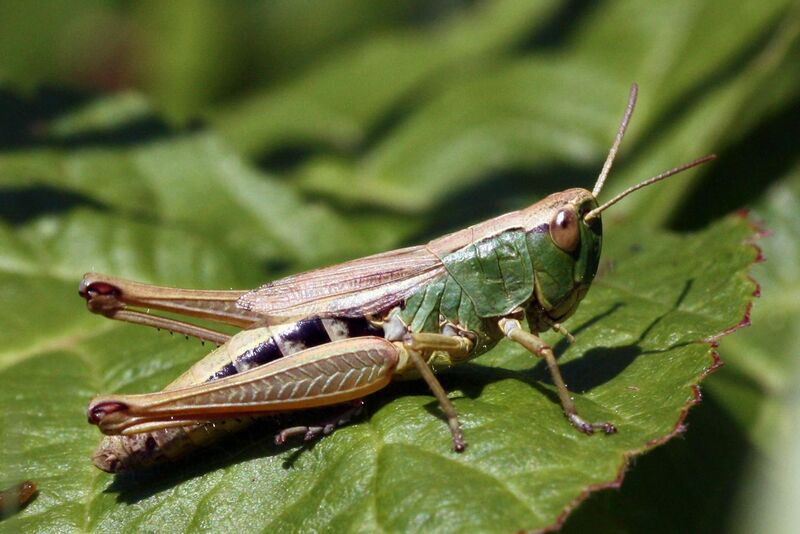 File:Meadow grasshopper (Chorthippus parallelus) nymph Oxford.jpg