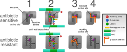 Diagram depicting antibiotic resistance through alteration of the antibiotic's target site