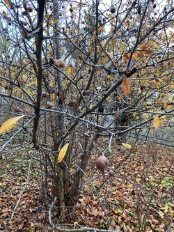 Medlar tree in late autumn.jpg