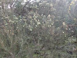 Melaleuca thapsina 02.jpg