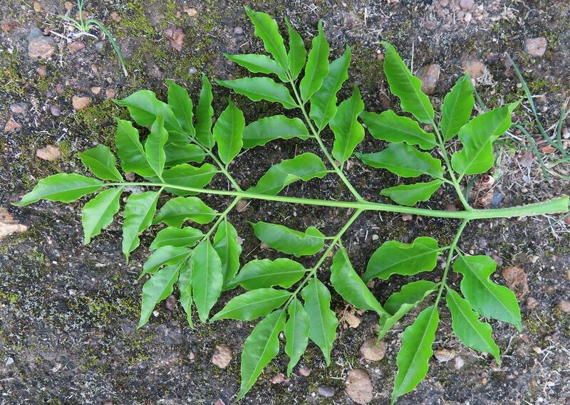 File:Melia azedarach doubly imparipinnate compound leaf IMG 2096c.jpg