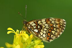 Melitaea athalia - Keila.jpg