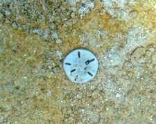Mellita sexiesperforata (six-keyhole sand dollar) (San Salvador Island, Bahamas).jpg