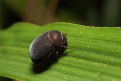 Melolonthinae beetle (9653369667).jpg
