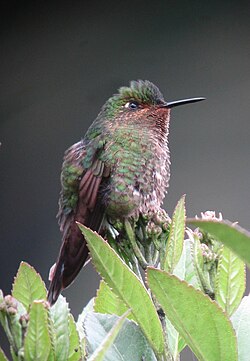 Metallura williami Metalura verde Viridian Metaltail (8729337205).jpg