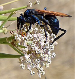 Milde's Tarantula-hawk Wasp imported from iNaturalist photo 4432167 on 27 October 2023.jpg