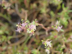 Myriophyllum implicatum PB190597.jpg