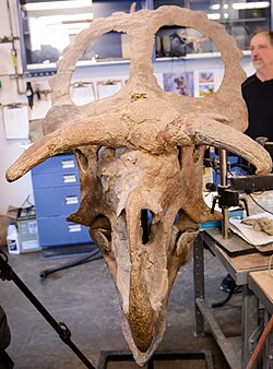 Nasutoceratops skull reconstruction.jpg