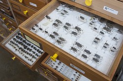 Open drawer showing rows of pinned Dorcadion. Sp, other draws are open in back ground