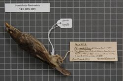 Naturalis Biodiversity Center - RMNH.AVES.139388 1 - Humblotia flavirostris Milne-Edwards and Oustalet, 1885 - Muscicapidae - bird skin specimen.jpeg