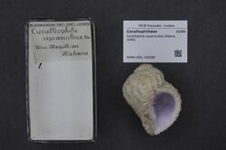 Naturalis Biodiversity Center - RMNH.MOL.199388 - Coralliophila squamulosa (Reeve, 1846) - Coralliophilidae - Mollusc shell.jpeg