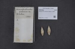 Naturalis Biodiversity Center - RMNH.MOL.217550 - Neocancilla pretiosa (Reeve, 1844) - Mitridae - Mollusc shell.jpeg