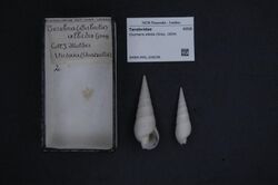 Naturalis Biodiversity Center - RMNH.MOL.226236 - Oxymeris albida (Gray, 1834) - Terebridae - Mollusc shell.jpeg