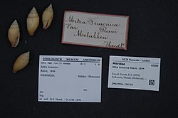 Naturalis Biodiversity Center - ZMA.MOLL.104110 - Mitra ticaonica Reeve, 1844 - Mitridae - Mollusc shell.jpeg