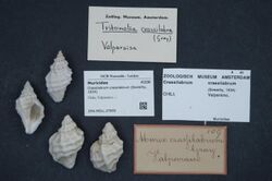 Naturalis Biodiversity Center - ZMA.MOLL.27655 - Crassilabrum crassilabrum (Sowerby, 1834) - Muricidae - Mollusc shell.jpeg