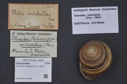 Naturalis Biodiversity Center - ZMA.MOLL.397395 - Thersites mitchellae (Cox, 1864) - Camaenidae - Mollusc shell.jpeg