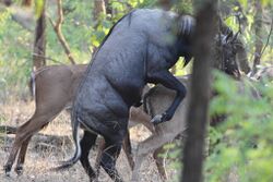 Nilgai mating at Bandhavgarh National Park.jpg