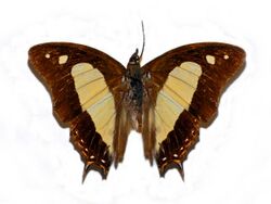 Nymphalidae - Polyura arja.jpg