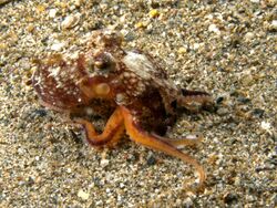 Octopus marginatus (Coconut octopus).jpg