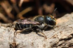 Osmia caerulescens - female - BiH 01.jpg