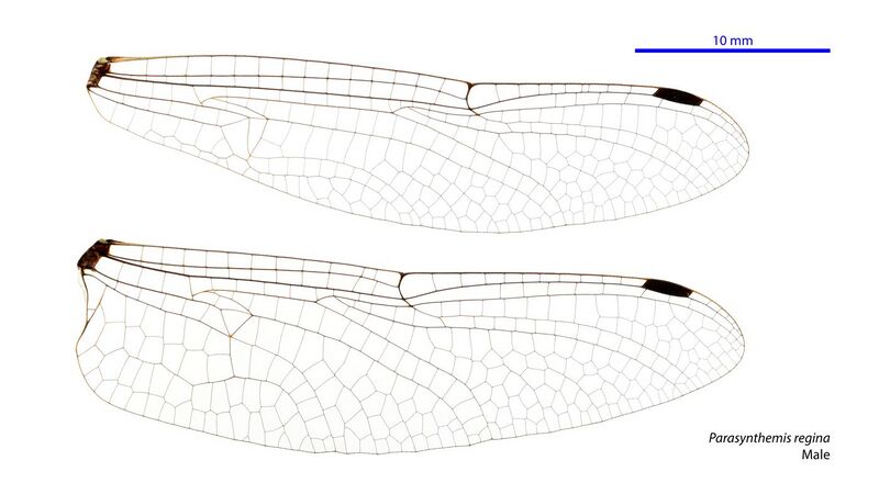 File:Parasynthemis regina male wings (34895906472).jpg
