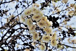 Paulownia Tomentosa.jpg