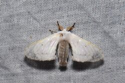 Penicillifera cf apicalis (32757712874).jpg