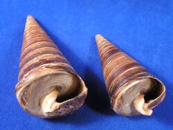 Perfect cone shape shell.jpg