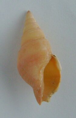 Phenatoma zealandica (underside).JPG