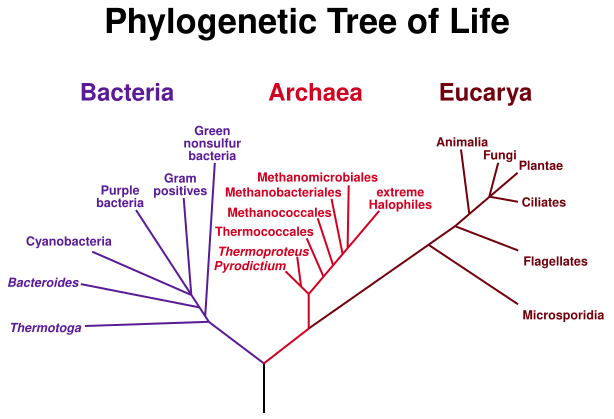 File:PhylogeneticTree, Woese 1990.svg