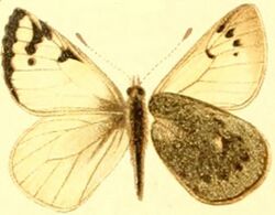 Piercolias huanaco.JPG