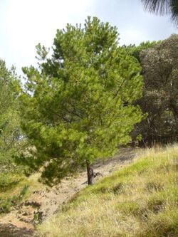 Pinus greggii 03.jpg