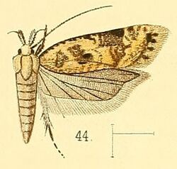 Pl.5-fig.44-Dichomeris marmoratus (Walsingham, 1891) (Ypsolophus).jpg