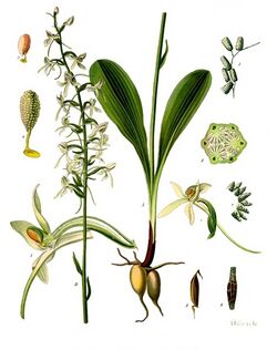 Platanthera bifolia - Köhler–s Medizinal-Pflanzen-245.jpg