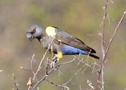 A grey parrot with blue belly and yellow legs. The top of the wings near the shoulders is almost white.