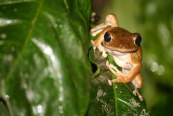 Polypedates pseudocruciger - Davidraju IIMG 0579.jpg