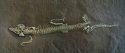 Protosuchus richardsoni AMNH 3024 cast.jpg