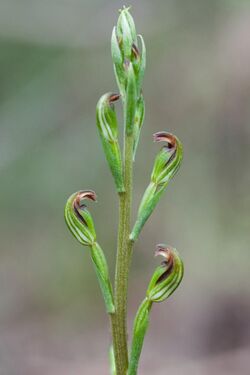 Pterostylis multiflora.jpg