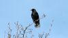 Raven (Corvus corax) (8).jpg