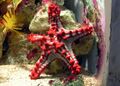 Red-knobbed.starfish.arp.jpg