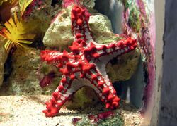 Red-knobbed.starfish.arp.jpg