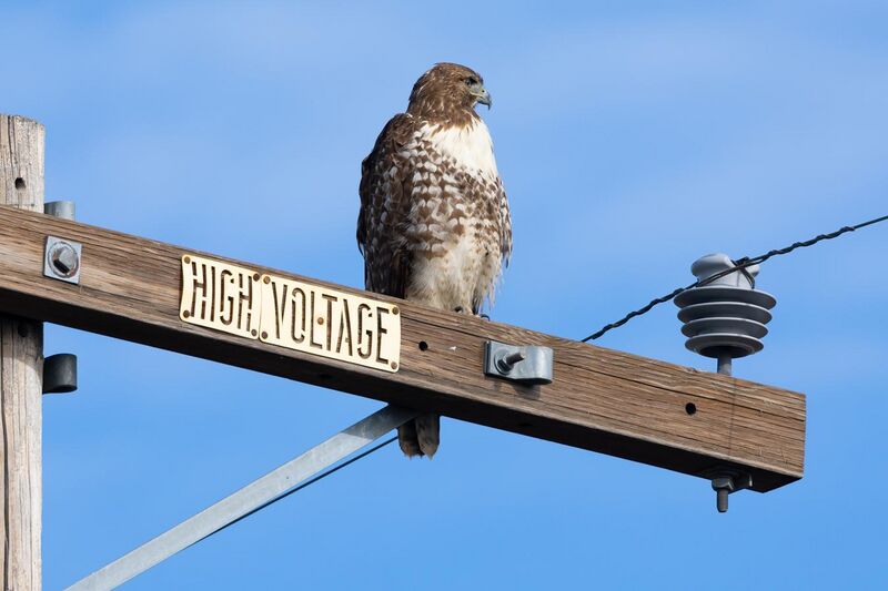 File:Red-tailed hawk on power pole-2033.jpg